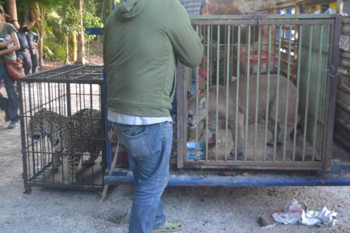 Decomisan a animales ‘actores’ en cenote de Tulum