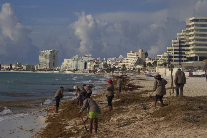 Evaluarán 'desde el aire' los avances de recoja de sargazo