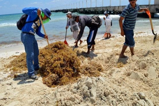 Lanzan S.O.S. a los playenses para apoyo contra sargazo