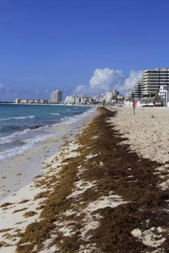 Va a Francia problemática del sargazo de Q. Roo