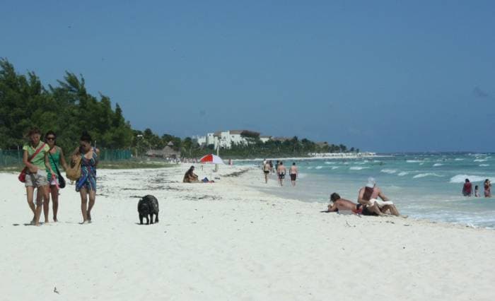 Prohíben que los perros entren a las playas