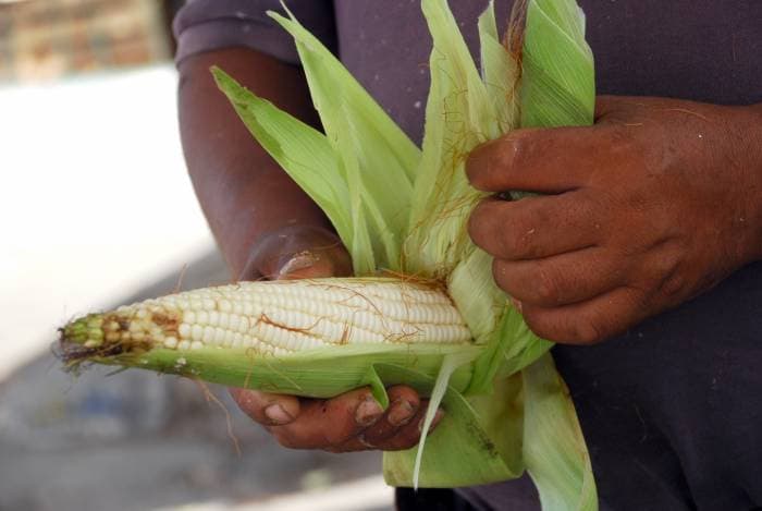 Ocupa Q. Roo tercer lugar en consumo de maíz
