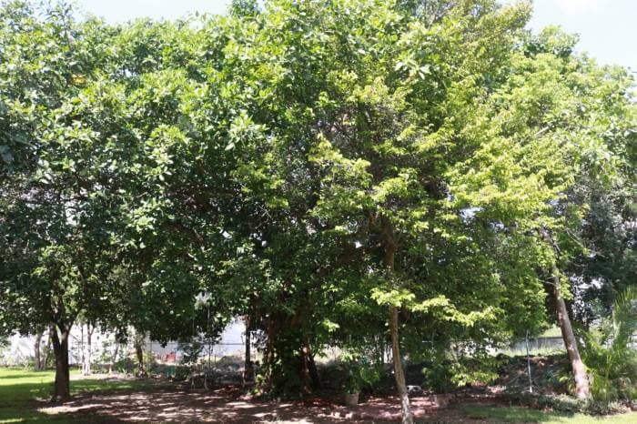 Vecinos exigen la conservación de antiquísimo árbol