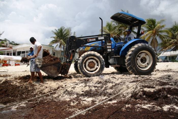 Temen que recale más sargazo en la Riviera Maya