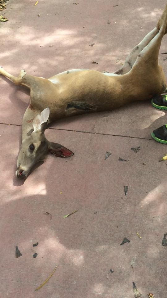 Atropellan a venado en carretera; no sobrevive