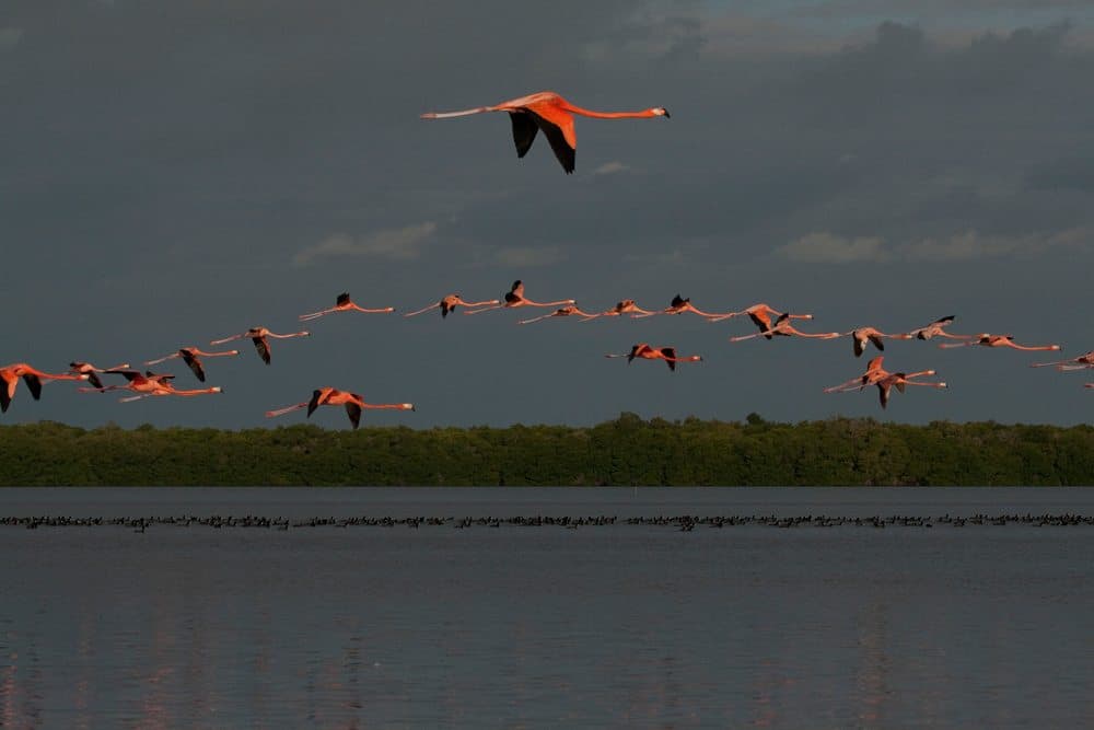 ROMPE RÉCORD ANILLAMIENTO DE FLAMENCOS ROSADOS EN YUCATÁN