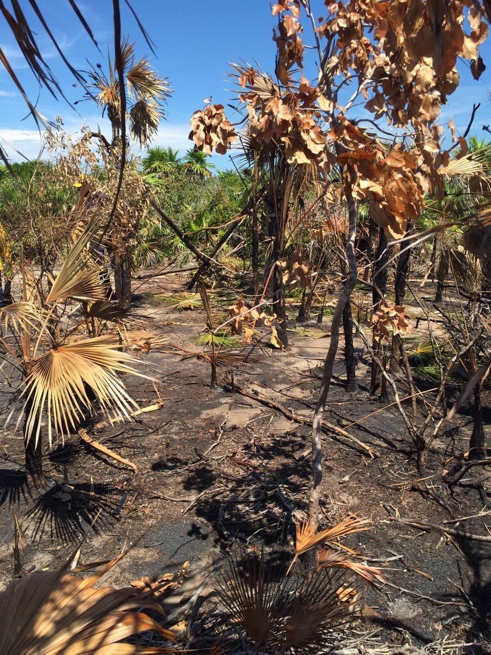 Tras incendio en Holbox, se hará programa de restauración