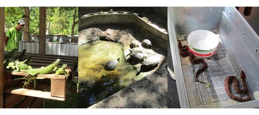 Asegura la PROFEPA 199 animales exóticos en Puerto Morelos