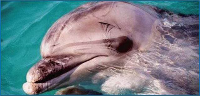 TripAdvisor no promoverá el turismo de vida silvestre