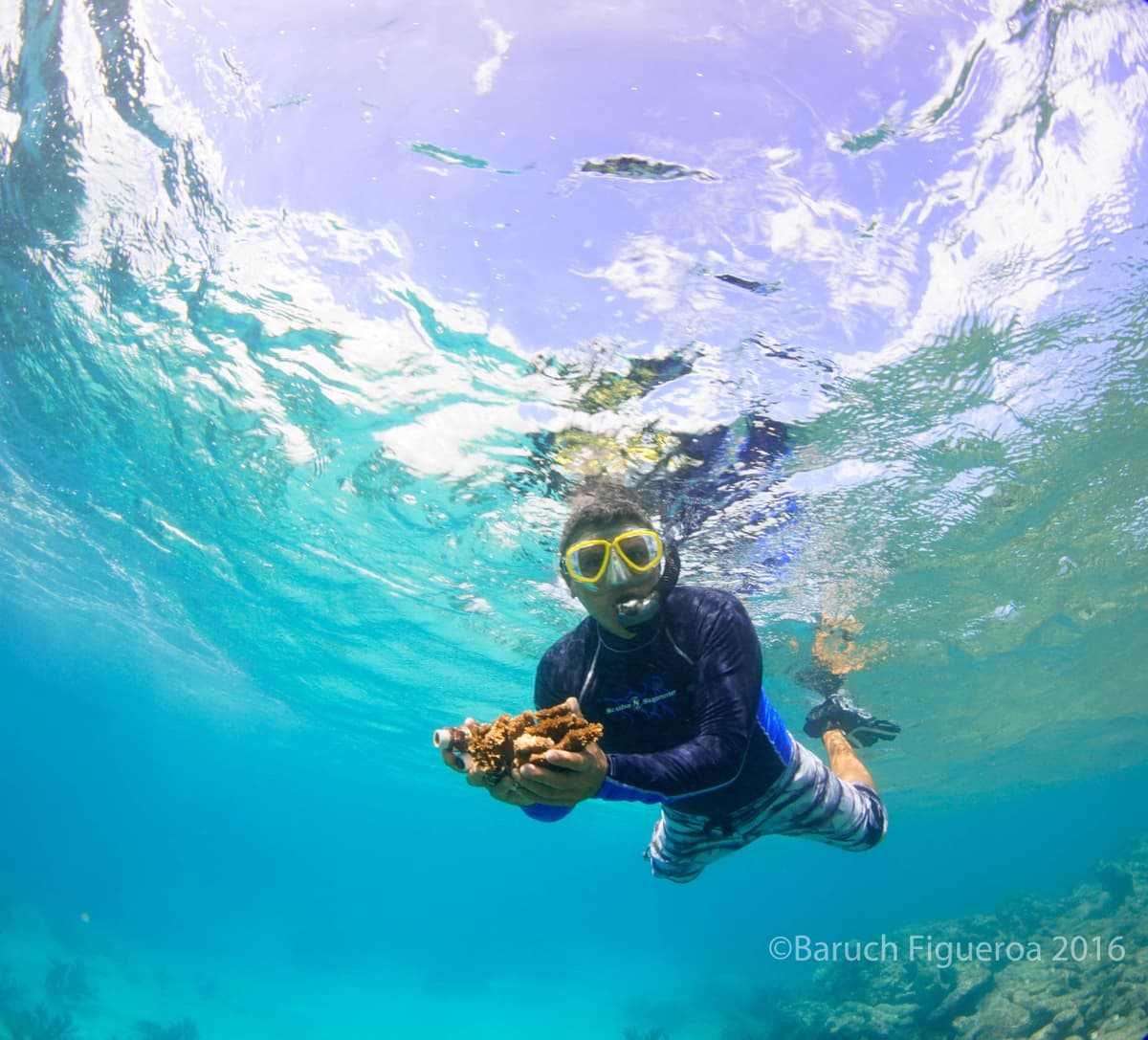 Siembran arrecifes de coral en Bahía de Akumal