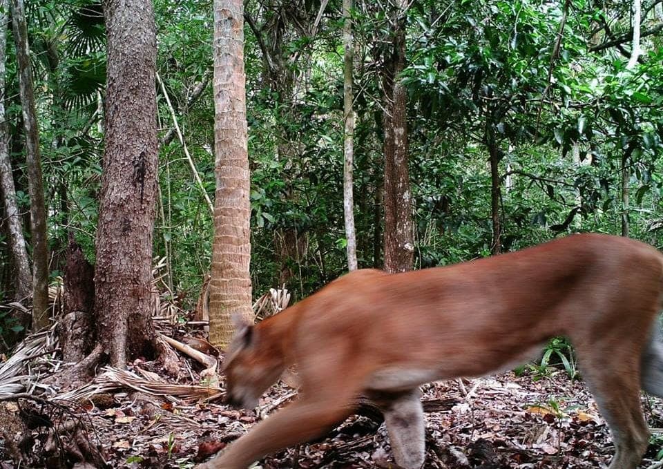 Mujer se salva de ser atacada por un puma gracias a canción de Metallica