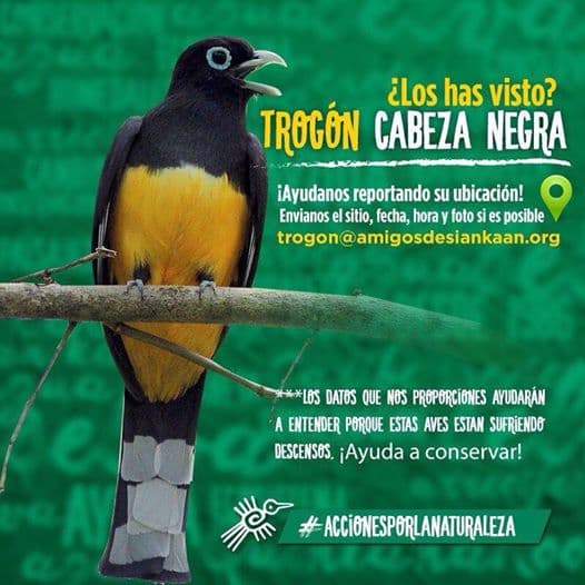 Analiza Amigos de Sian Kaan avistamiento masivo del trogón