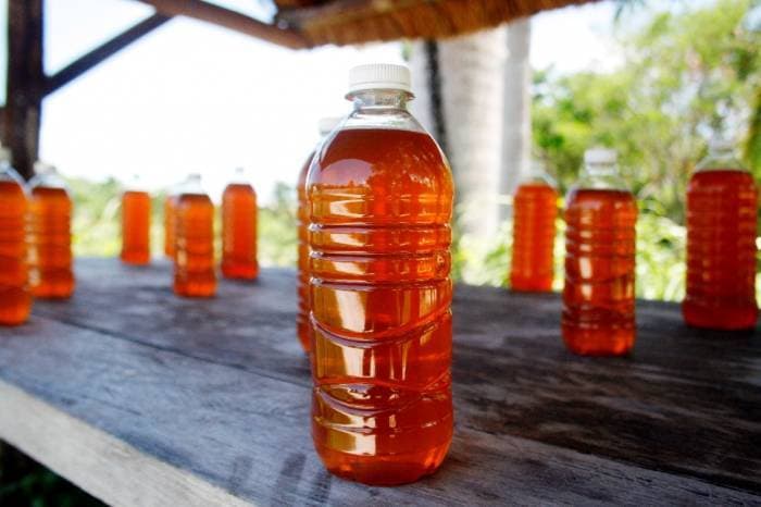 Apicultores de Bacalar, listos para exportar miel a Italia