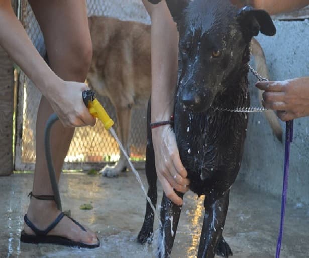 Fundación De Marco se preocupa por el bienestar animal