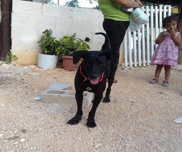 SOS El Arca realiza una titánica labor en el bienestar animal