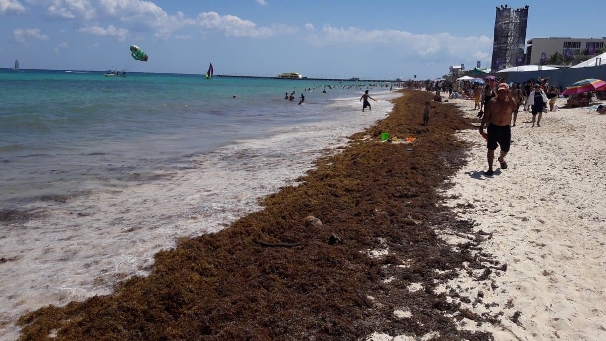 Por contaminación hay sargazo: CONAGUA