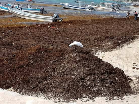 Esto dice la ciencia sobre el impacto del sargazo en el Caribe