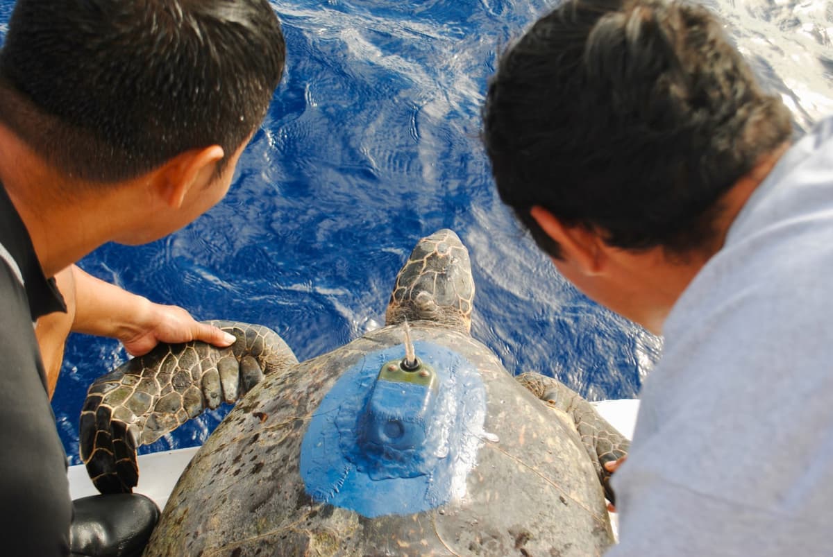 Inician Xcaret y CINVESTAV IPN monitoreo satelital de tortuga marina
