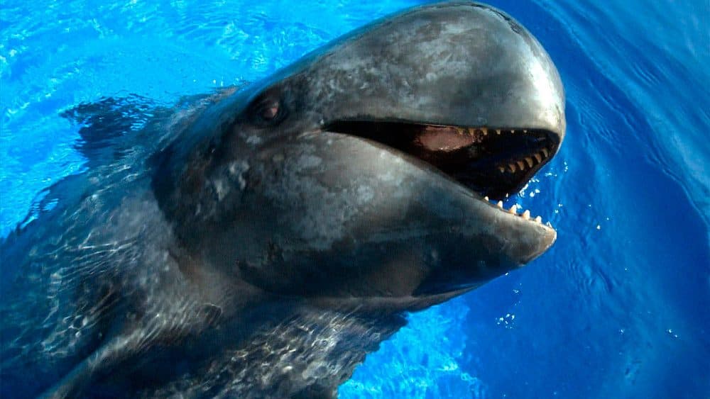 Encuentran Ballena Piloto muerta en Isla Mujeres