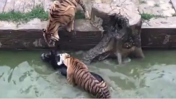 Zoológico causa controversia por alimentar a tigres con un burro vivo
