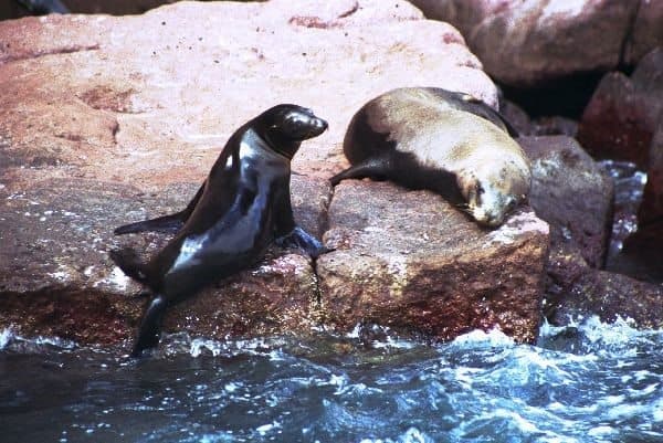 Alerta en Baja California Sur: encontraron otros 25 lobos marinos muertos