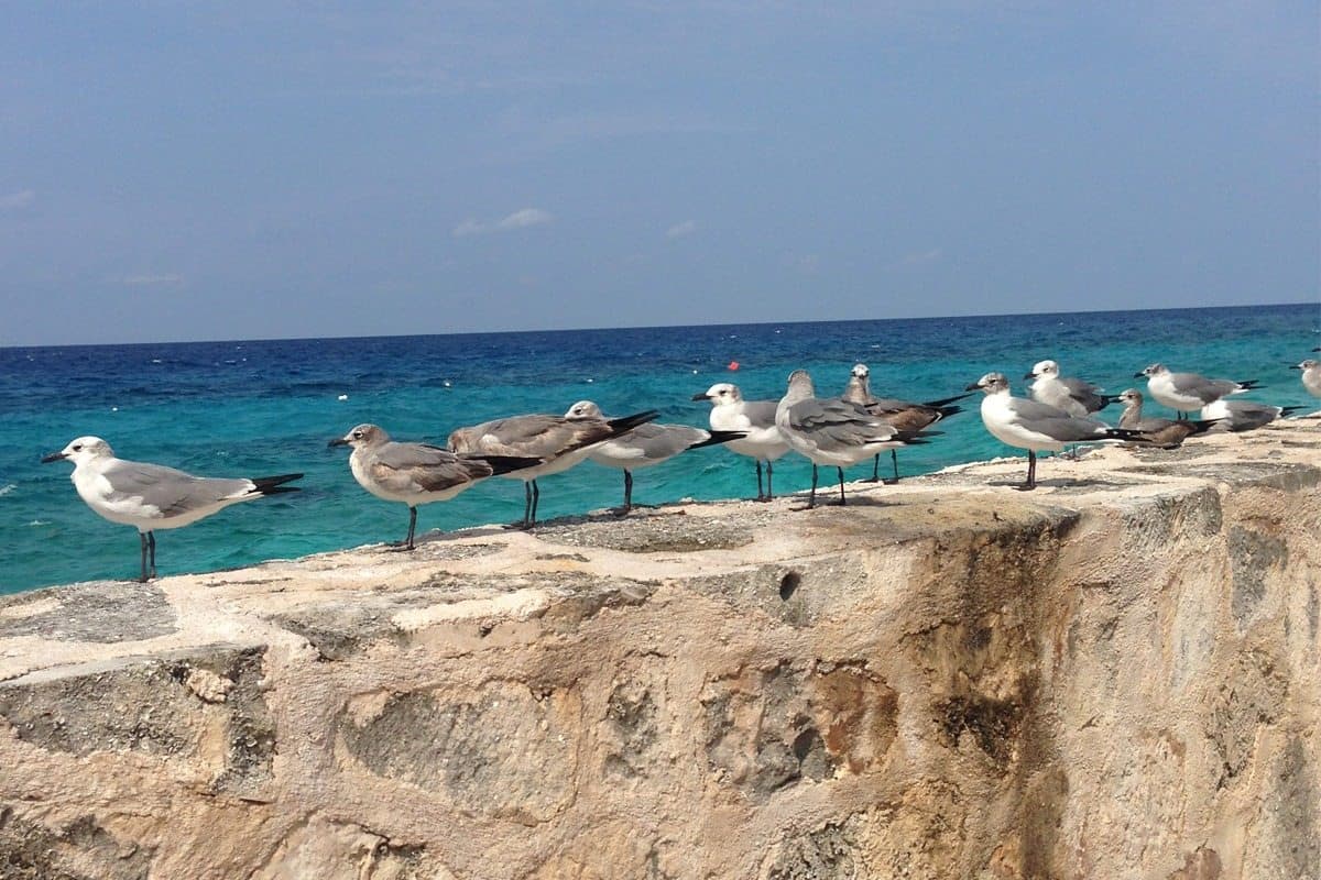 Isla de las Golondrinas, la mejor experiencia vacacional