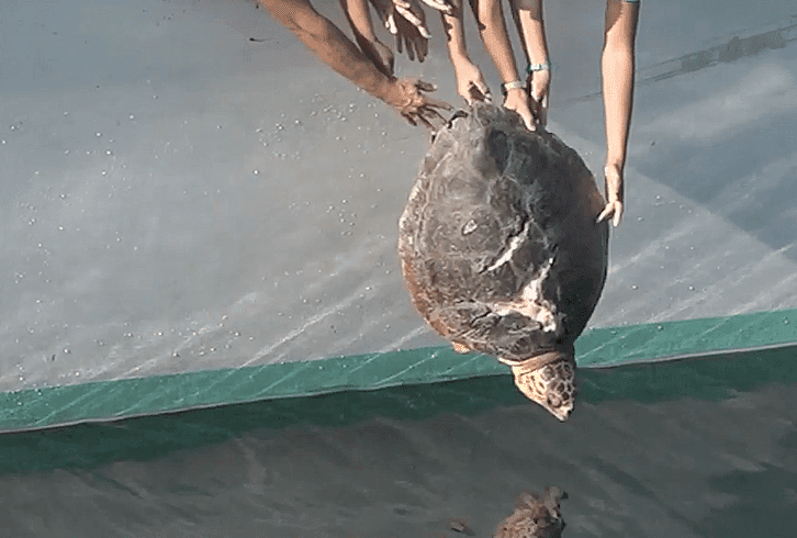 'Chuck Norris' regresa al mar