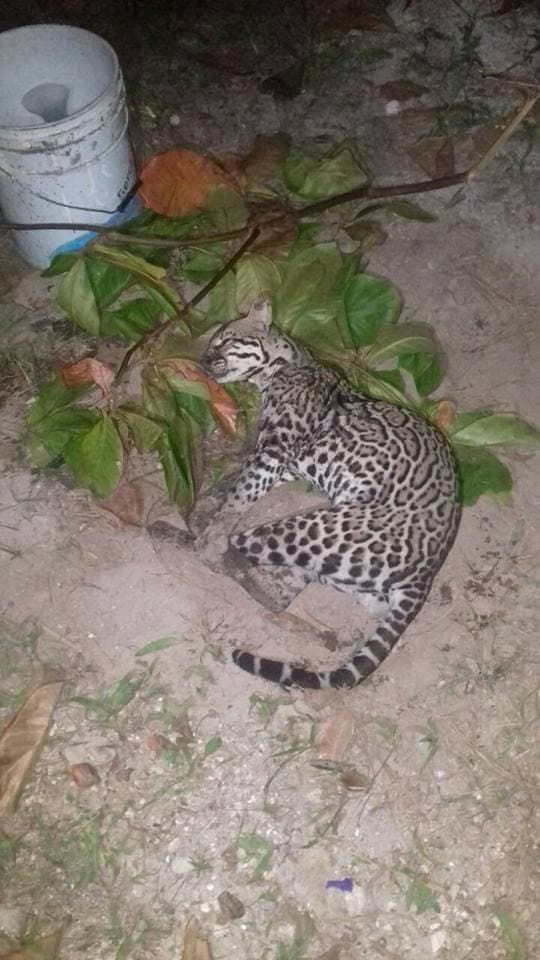Rescatan a felino vivo, después de días de agonía tras ser atropellado