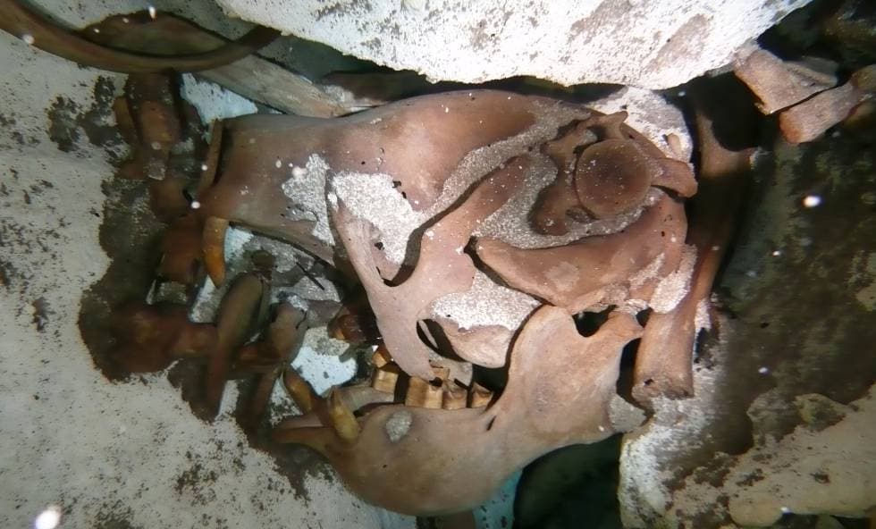 Encuentran en Q. Roo especie de perezoso gigante en Puerto Morelos