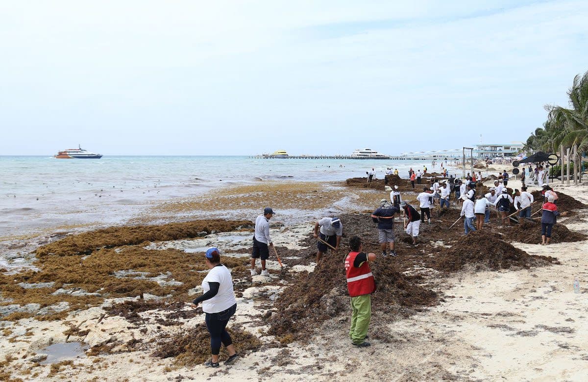 Refuerzan limpieza de sargazo y retiro de basura en Playa del Carmen