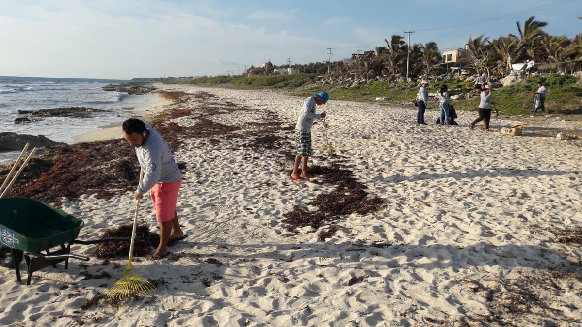 Retiran dos toneladas y media de sargazo en Isla Mujeres