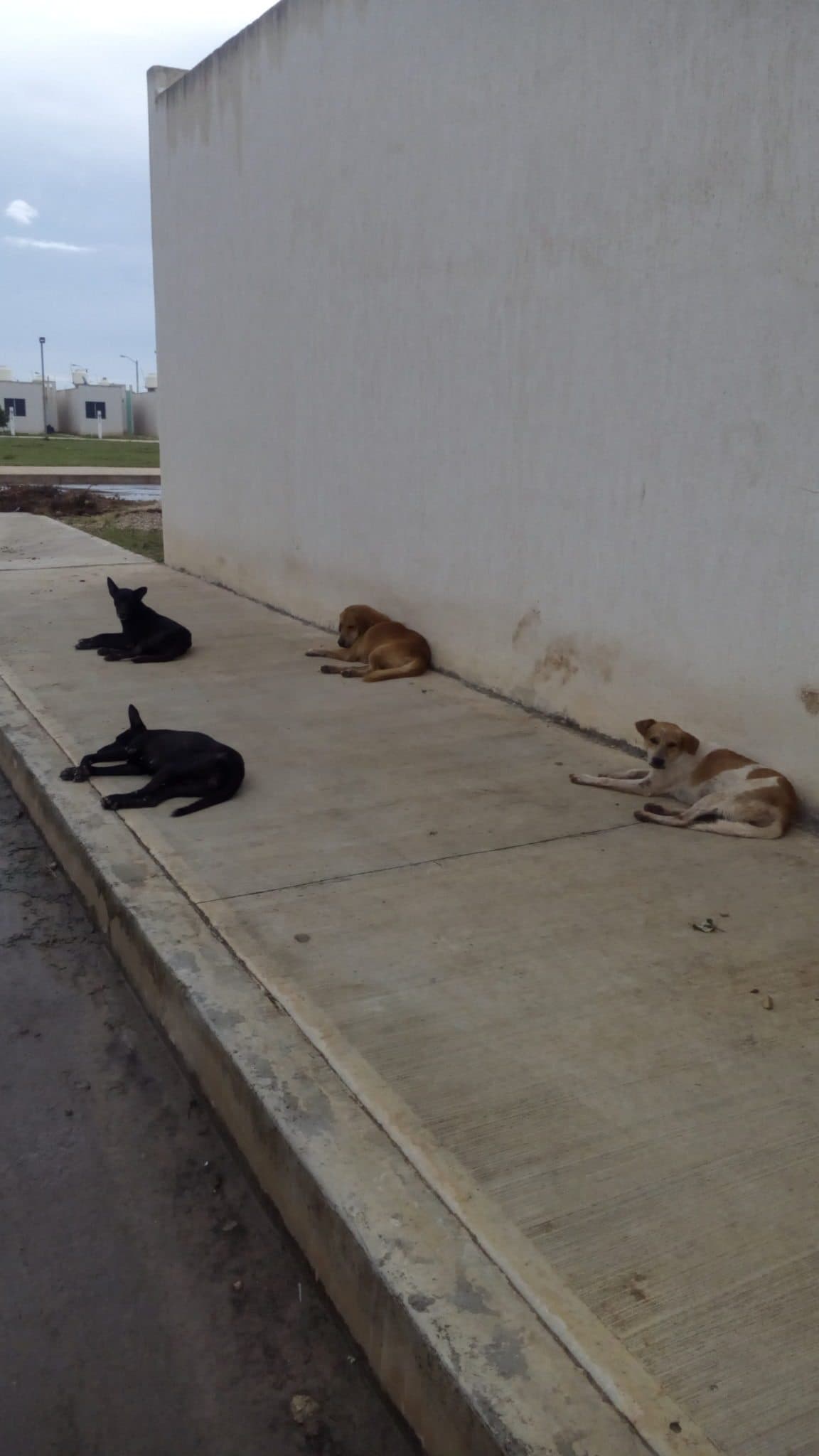 Proliferan perros callejeros en las colonias de la capital; problema de salud en puerta