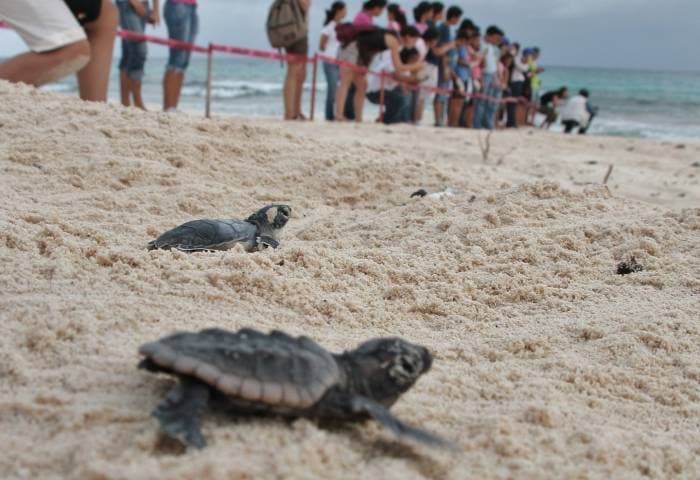 Reportan más de tres mil 920 nidos de tortugas en Solidaridad