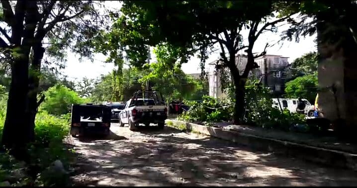 Poda árbol por última vez