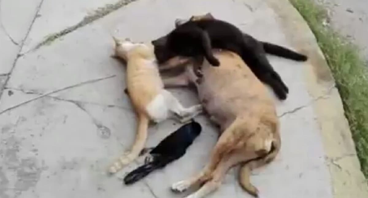 Vileza repugnante, envenenan a indefensos animalitos en Payo Obispo II