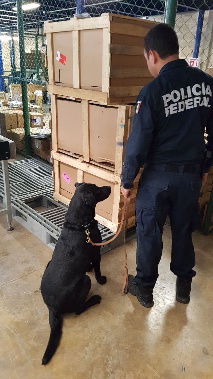 Hallan marihuana en jarrones artesanales