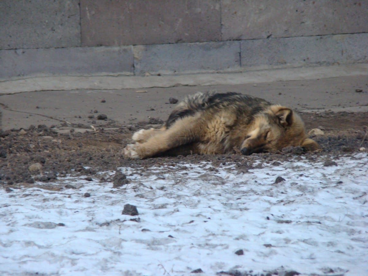 Rusos hacen matanza de perros por ser “mala imagen” para el Mundial 2018