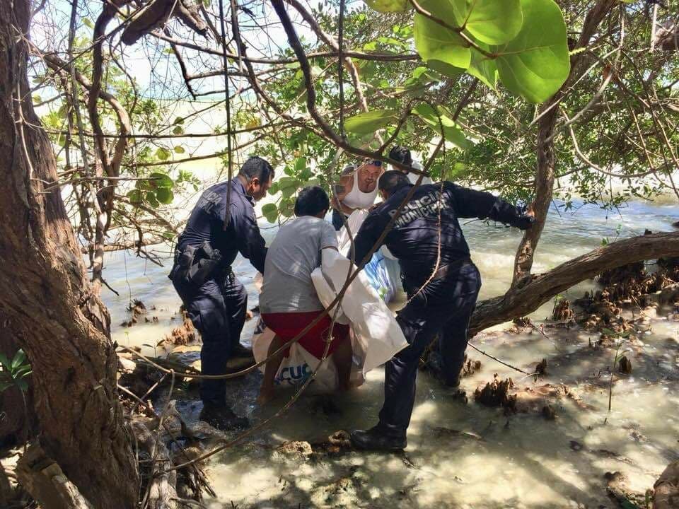 Hallan delfín muerto frente a la Uqroo