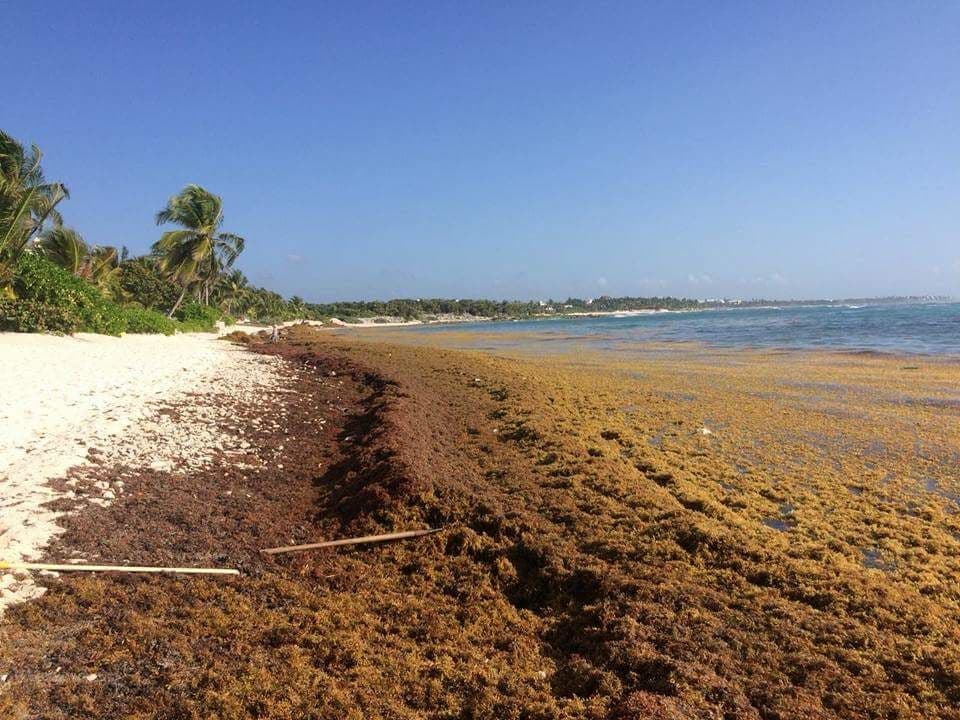 Cubre sargazo playas de Tulum