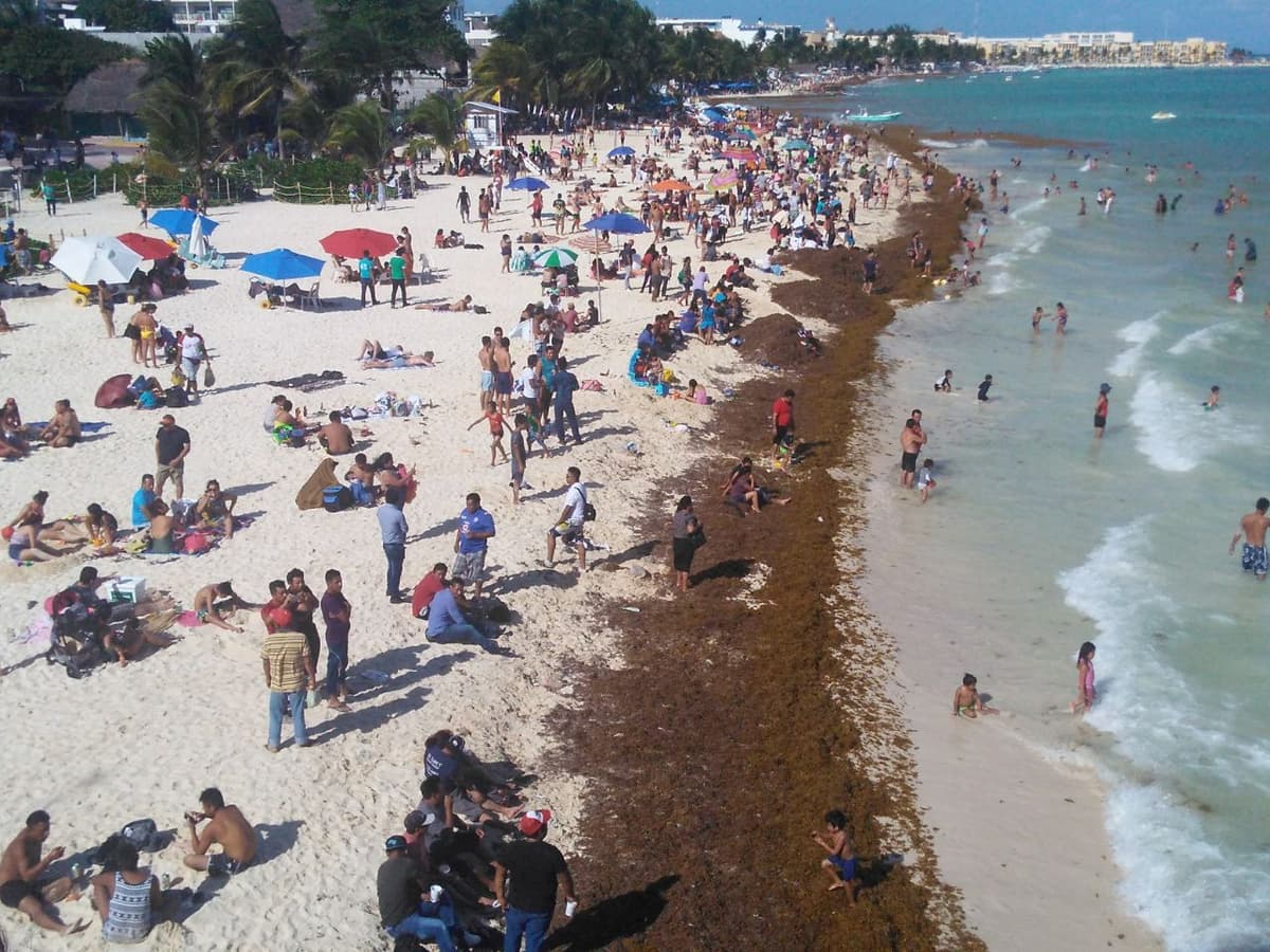 Turistas aman playas quintanarroenses hasta con sargazo