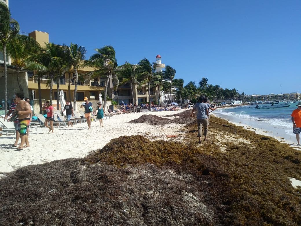 Afecta sargazo playas de Playa del Carmen