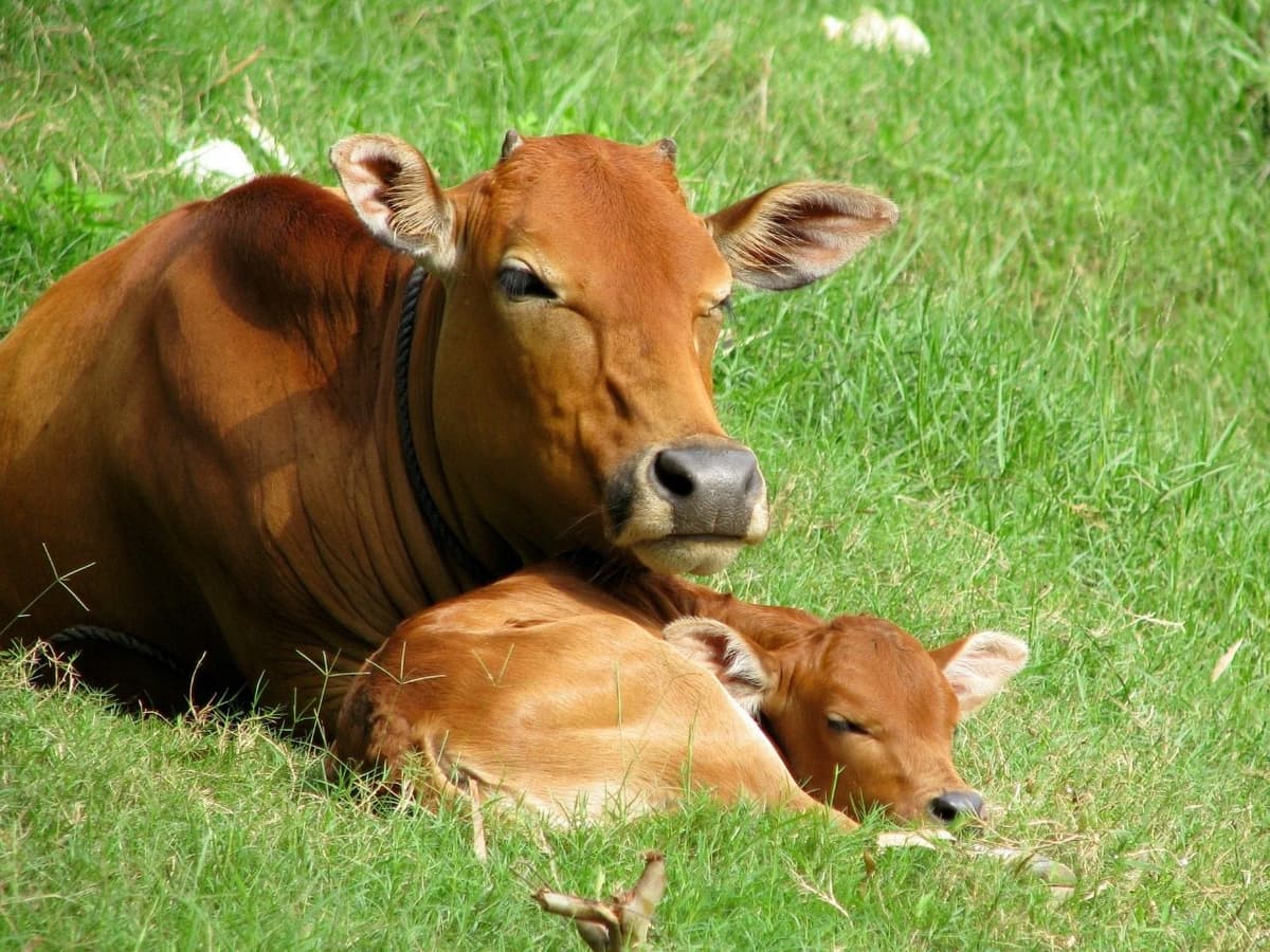 Productores de chile y achiote pentran a la ganadería en pequeño