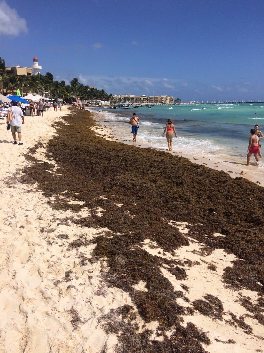 Descartan que sargazo perjudique a Playa del Carmen