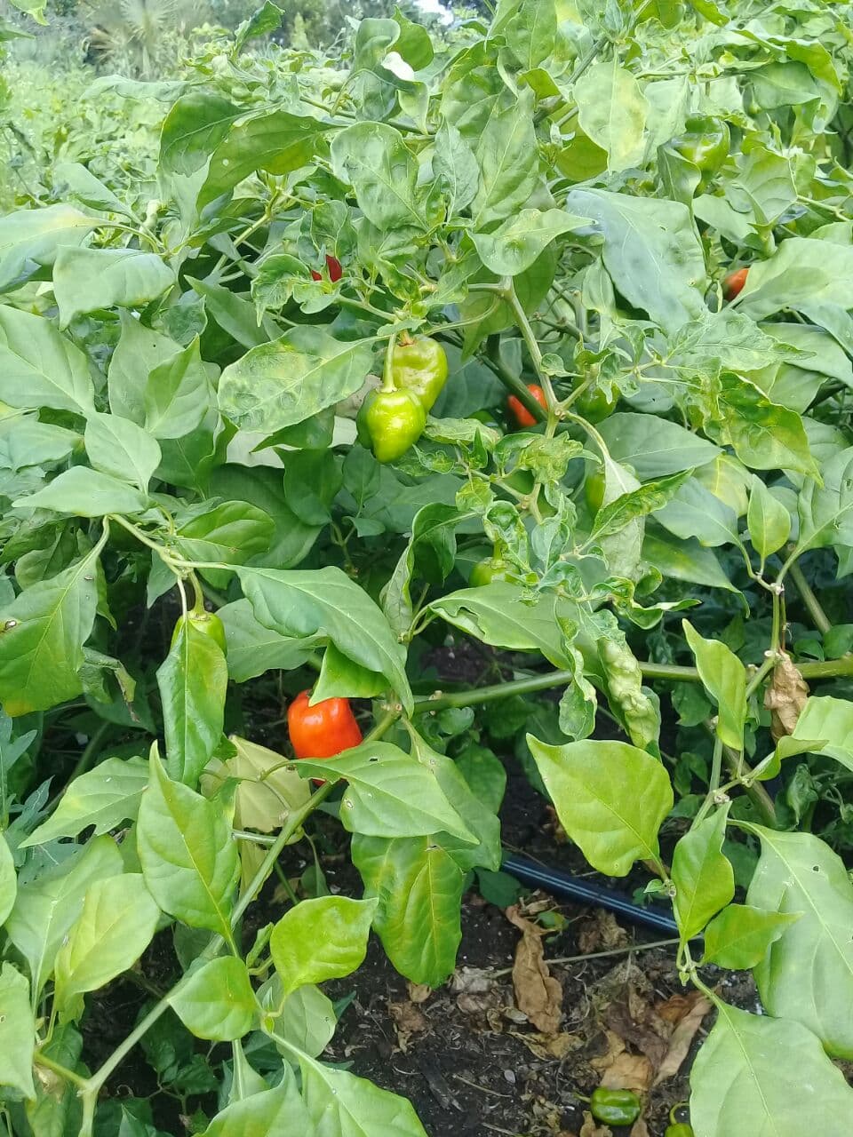 Chile habanero, esperanza para familias de Lázaro Cárdenas