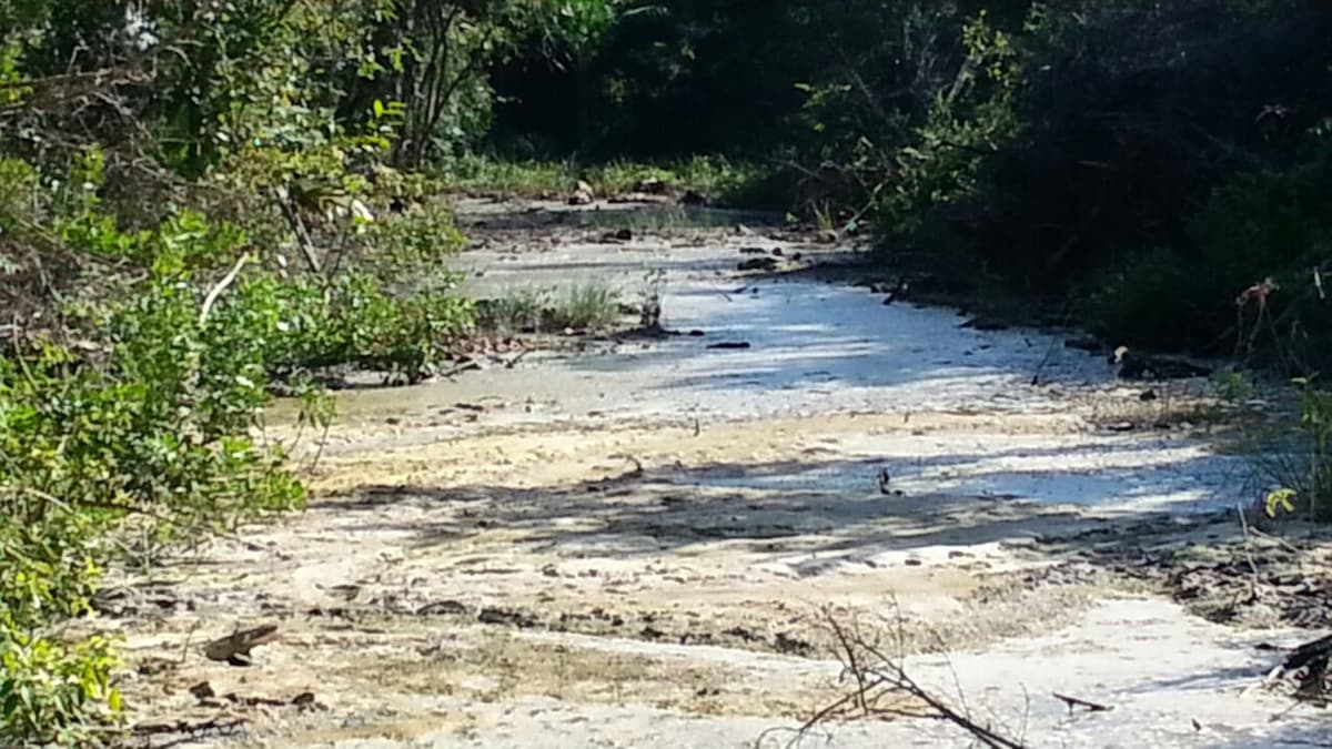 Vierte CAPA aguas negras en manglar en Mahahual