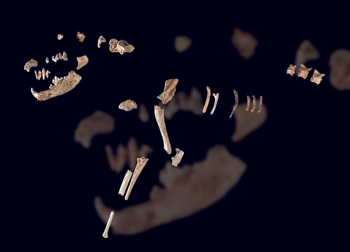 Humanos y perros tenían vínculo emocional desde hace 14,000 años