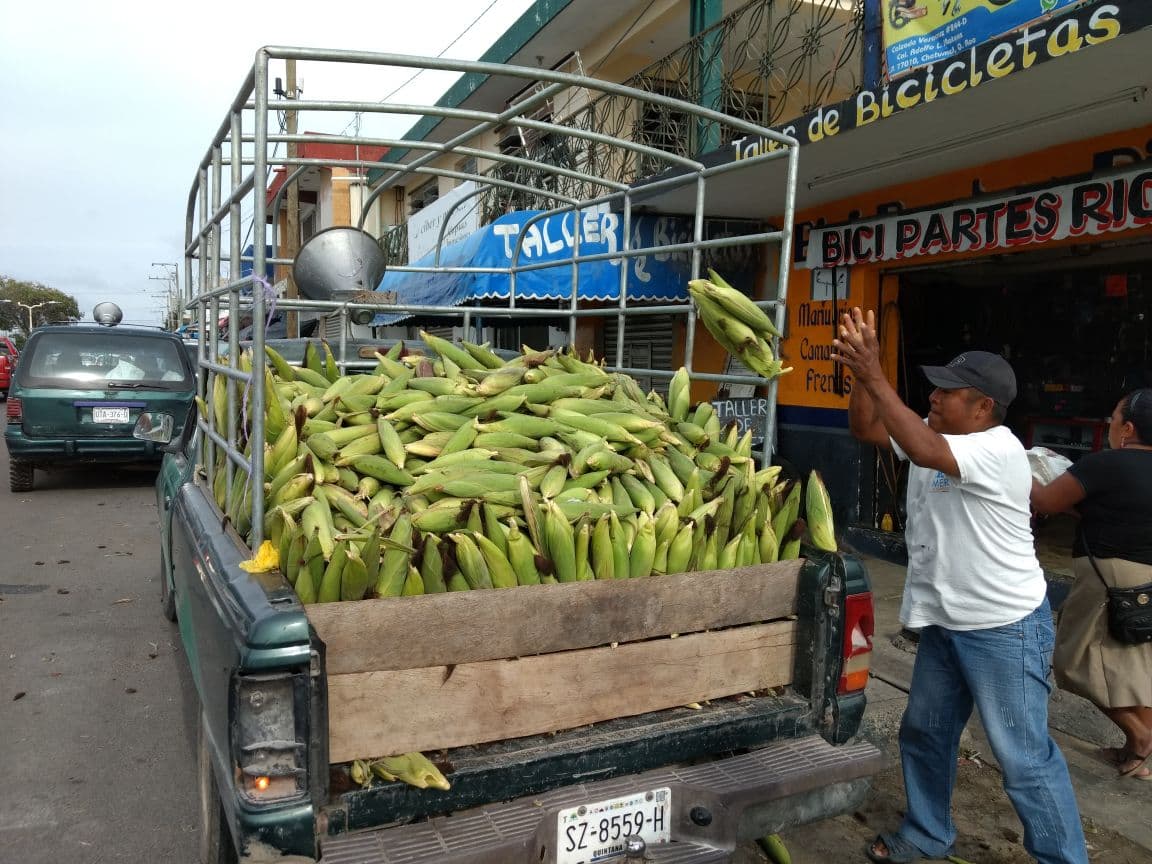 Denuncian productores de elote extorsiones de Sintra y la PFP