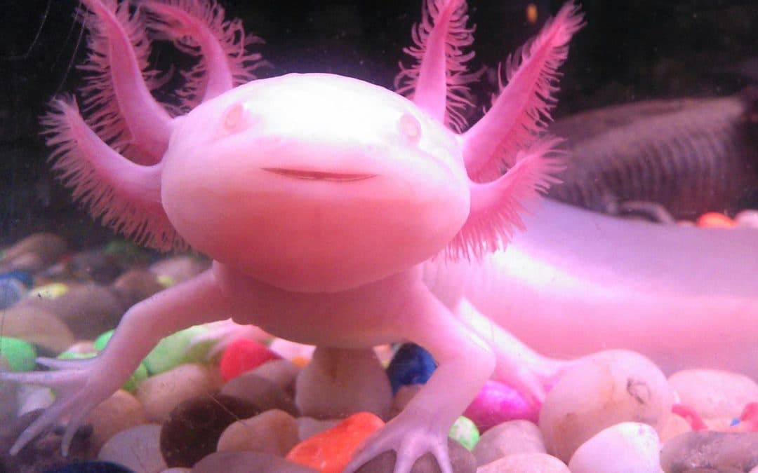 El ajolote, clave para desarrollar la regeneración en humanos