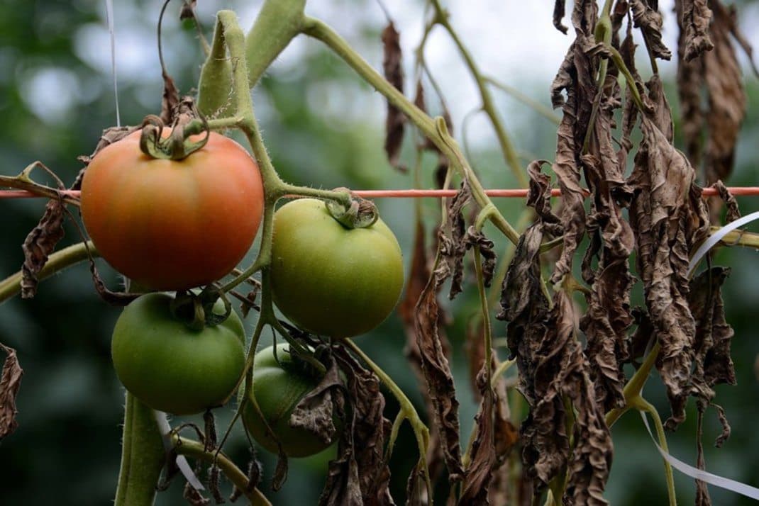 Compuesto de tomate reduce capacidad infectiva de bacterias