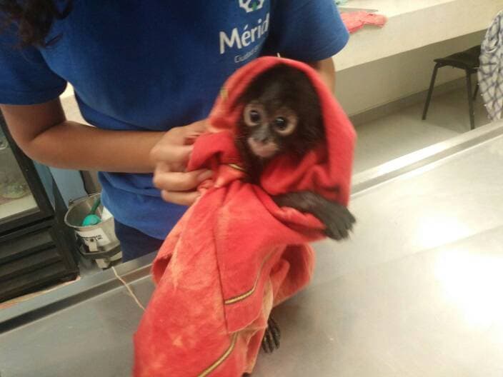 Rescatan a mono araña de restaurante en Mérida
